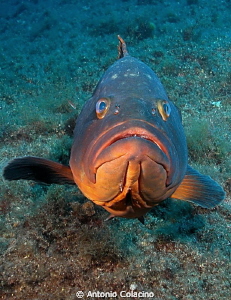 A large brown grouper by Antonio Colacino 